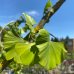 Ginkgo Biloba (Ginko Biloba) - kont. C18L, výška: 120-150 cm (-29°C) - SAMEC